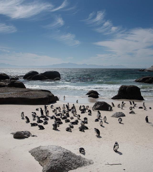 Pinguine an einem Strand in Simon's Town in der Nähe von Kapstadt, Südafrika.