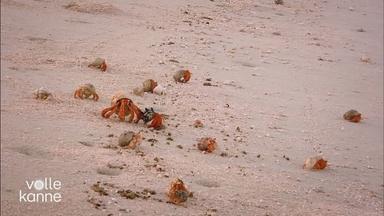 An einem Sandstrand laufen Einsiedlerkrebse umher