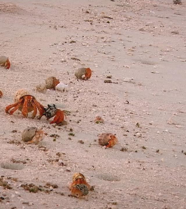 An einem Sandstrand laufen Einsiedlerkrebse umher