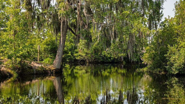 Sumpflandschaft im Okefenokee Naturschutzgebiet in Georgia