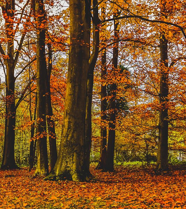 Laubwald, rot-orangene Blätter an Baumen und auf dem Boden