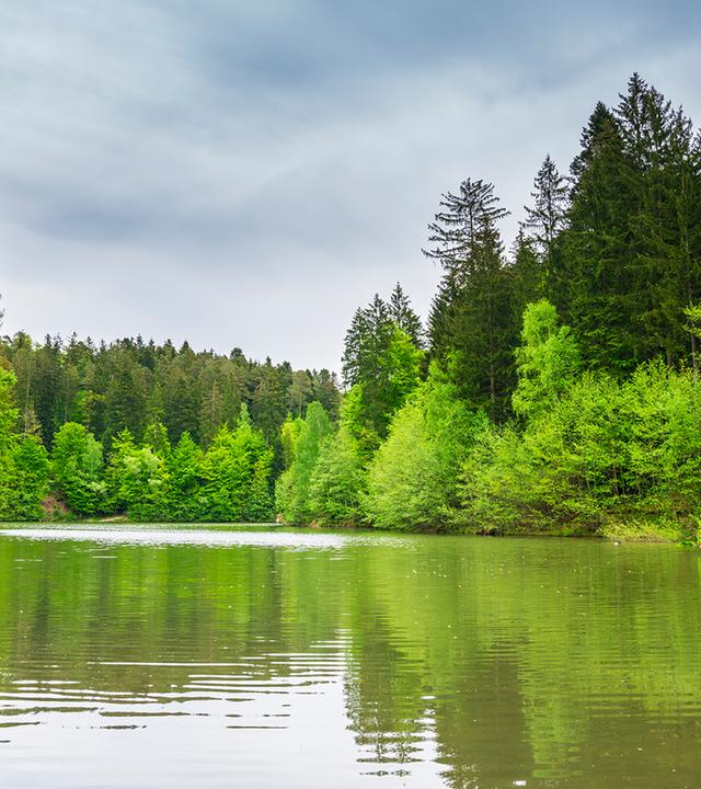 Fluss fließt in einer Waldlanschaft