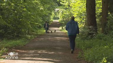 Zwei Personen gehen im Wald spazieren, eine auch mit Hunde an der Leine.
