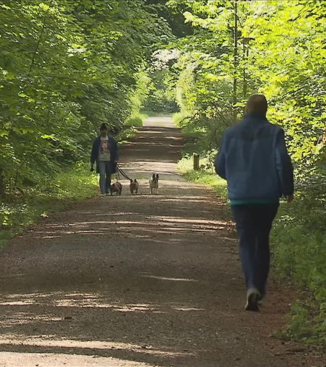 Zwei Personen gehen im Wald spazieren, eine auch mit Hunde an der Leine.
