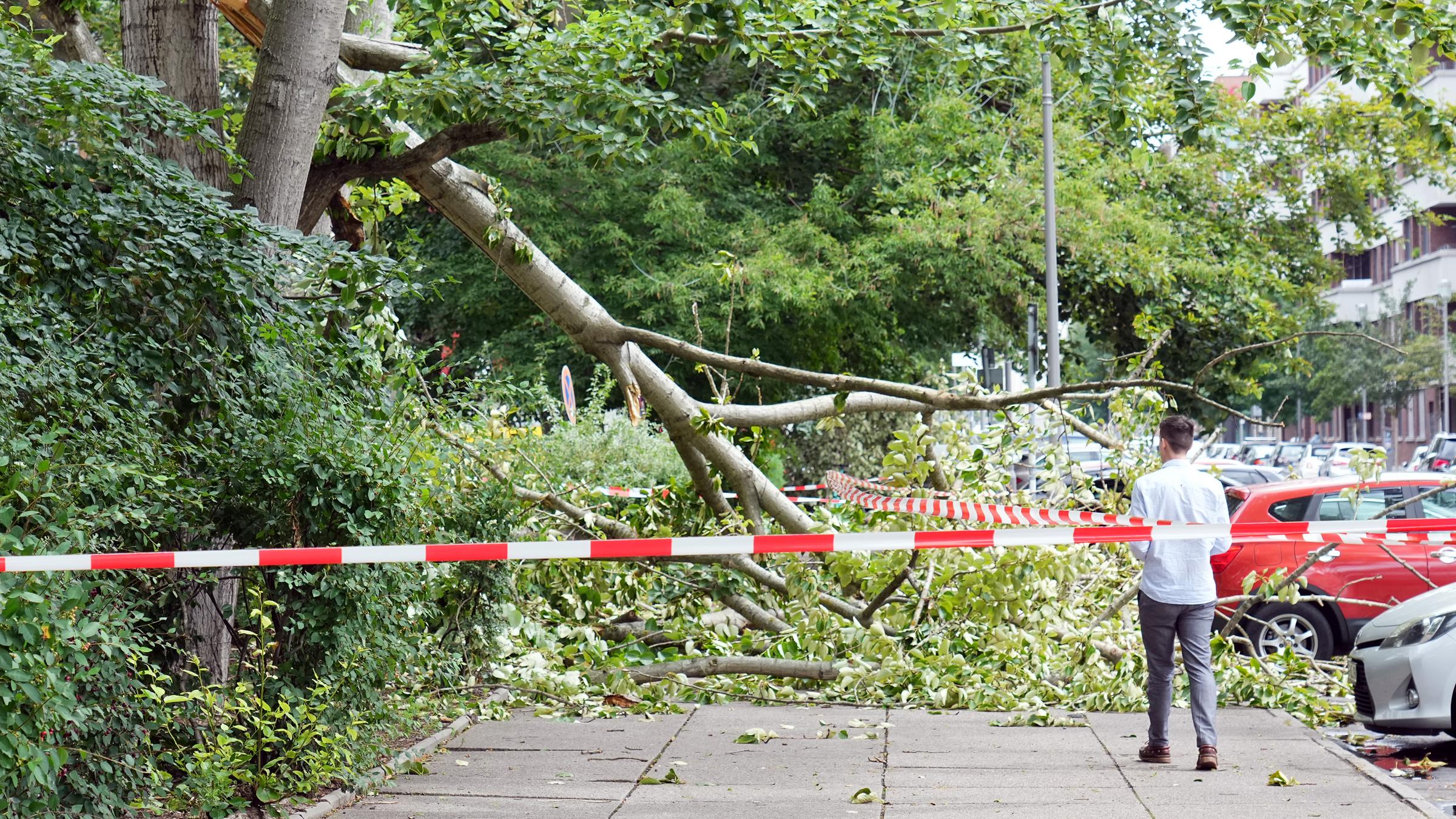 Berlin: Die Krone eines an der Krausenstraße im Berliner Stadtbezirk Mitte stehenden Baumes ist nach dem Sturm auf parkende Autos gestürzt.