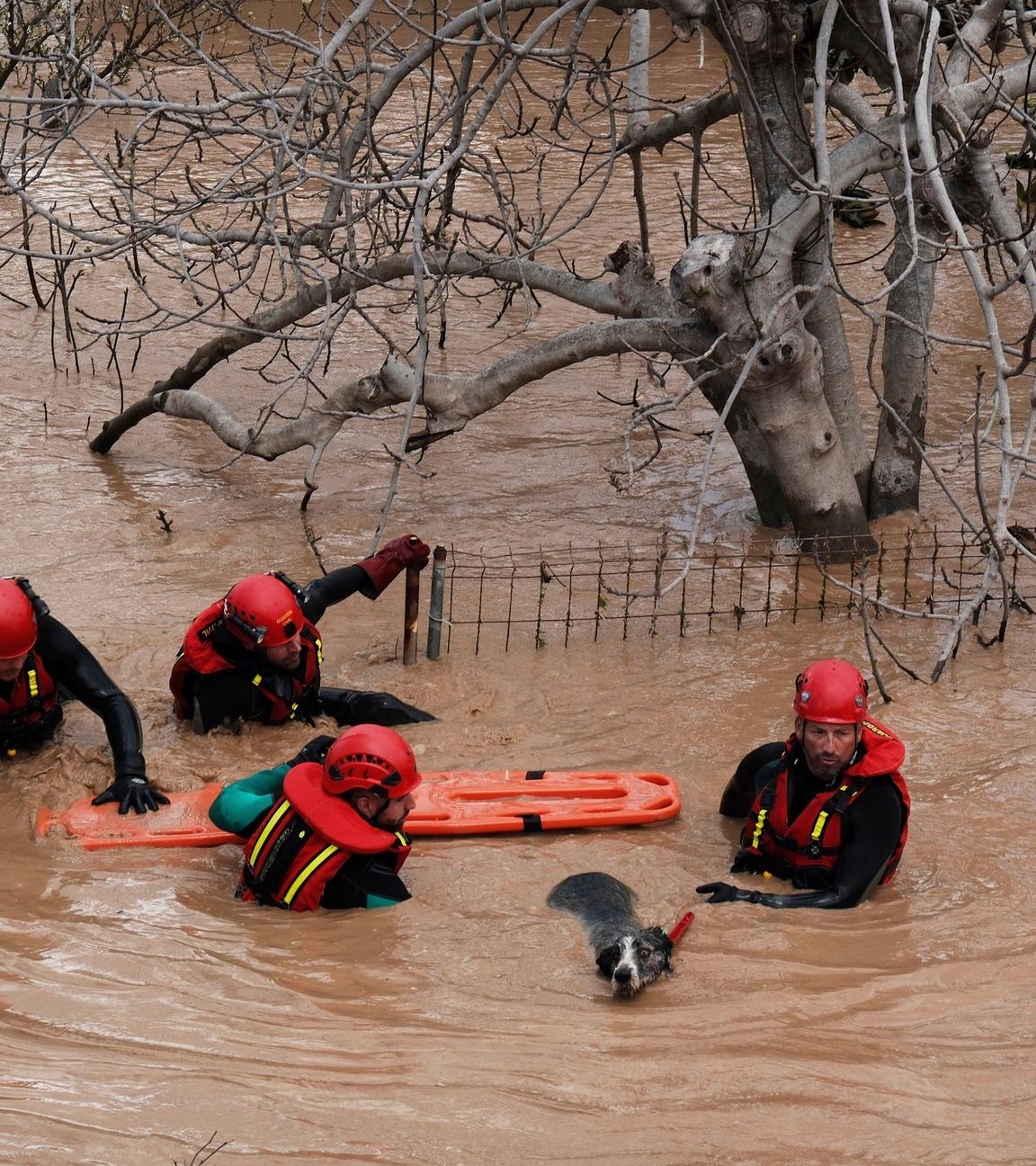 Rettungskräfte retten einen Hund in einem überfluteten Gebiet nach heftigen Regenfällen in Malaga. 