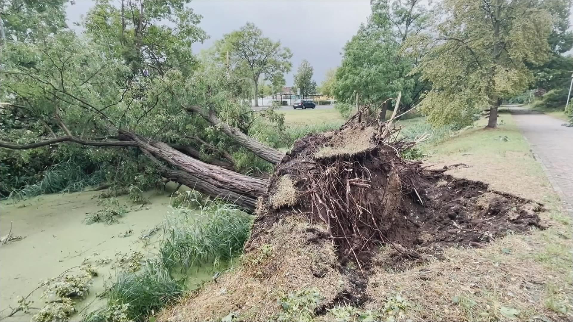 Entwurzelter Baum