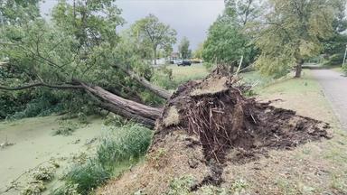 Entwurzelter Baum