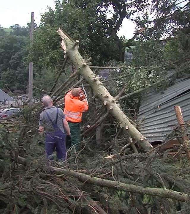 Ein umgestürzter Baum