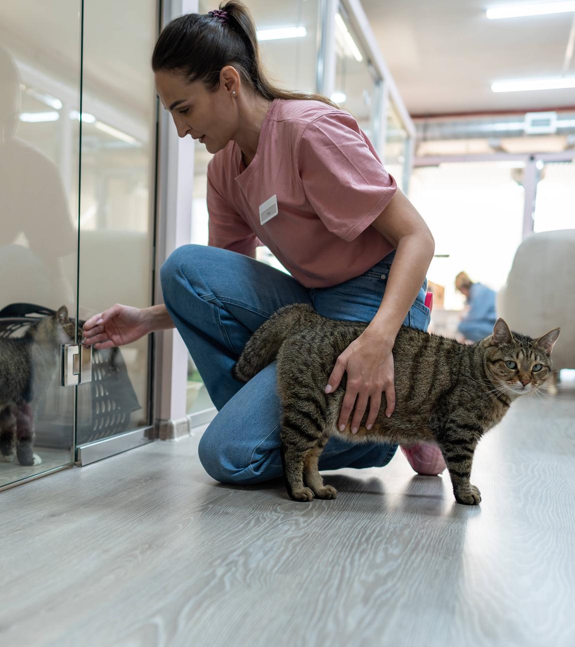 Eine Tierpflegerin in einer Tierpension betreut zwei Katzen.