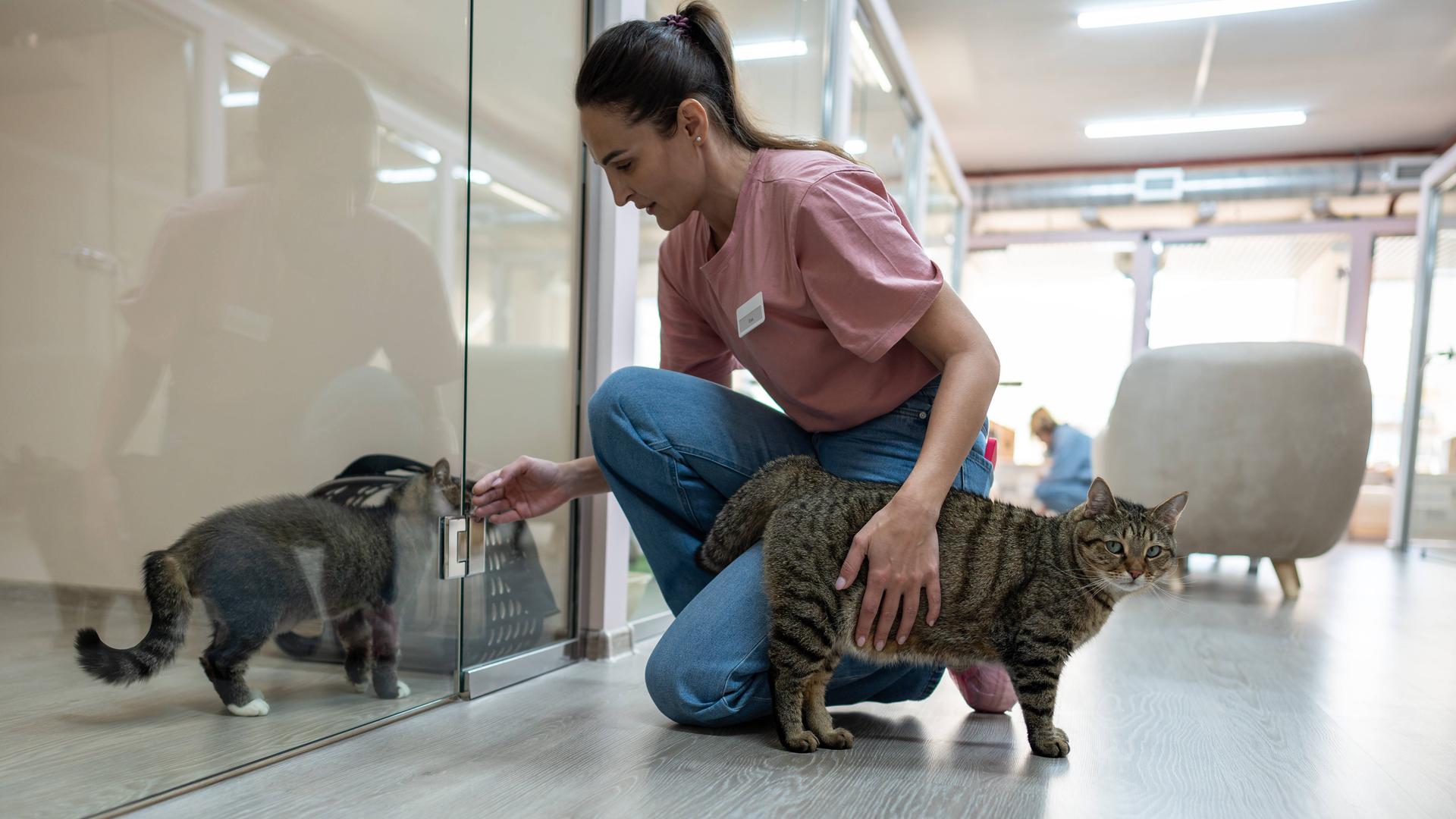 Eine Tierpflegerin in einer Tierpension betreut zwei Katzen.