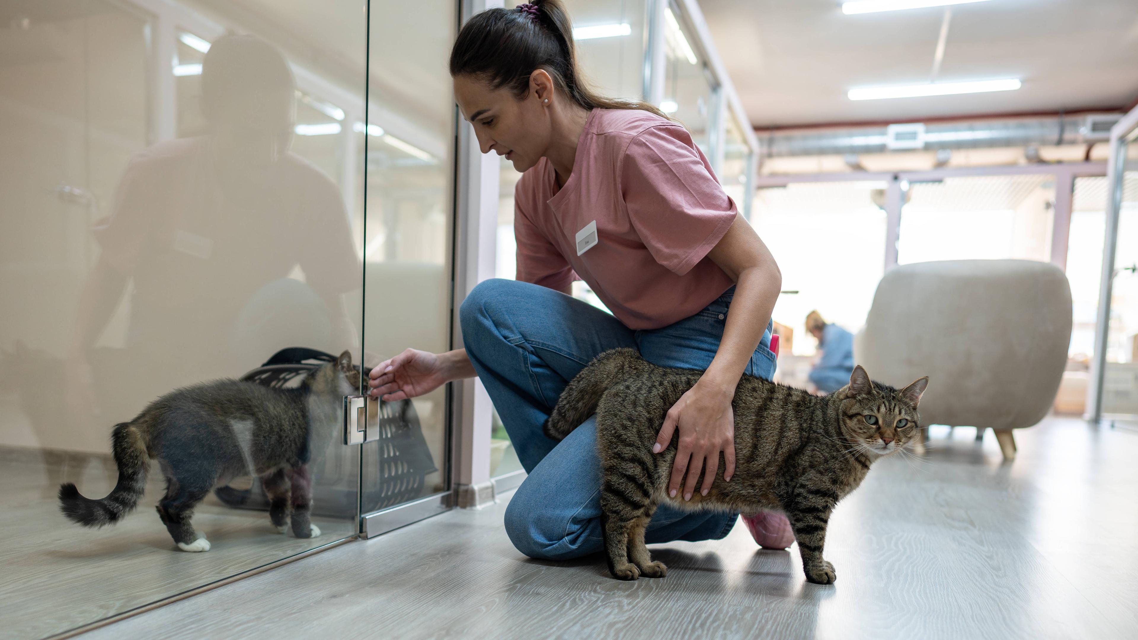 Eine Tierpflegerin in einer Tierpension betreut zwei Katzen.