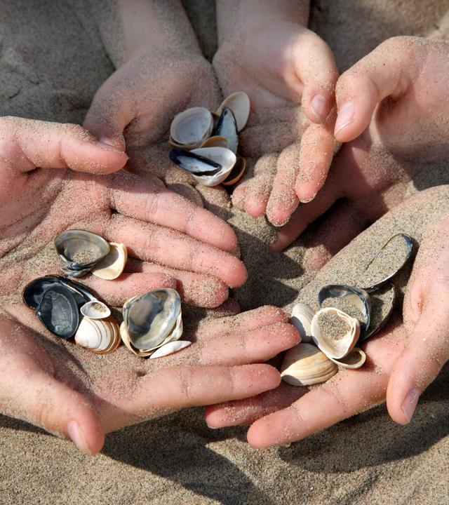 Muscheln in sandigen Kinderhänden