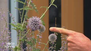 Finger zeigt auf Distel