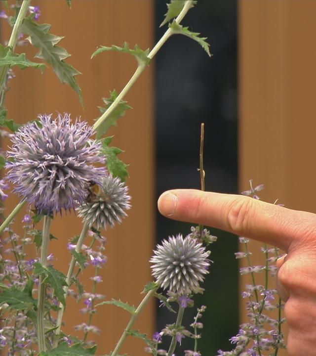 Finger zeigt auf Distel