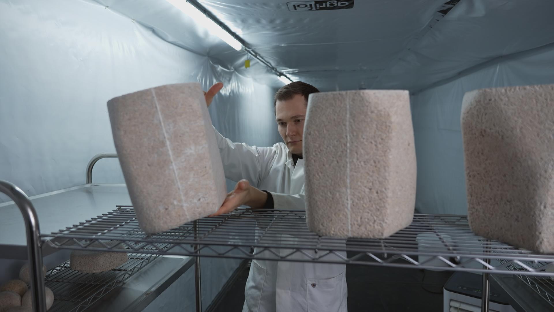 Herstellung von Urnen aus Pilzen