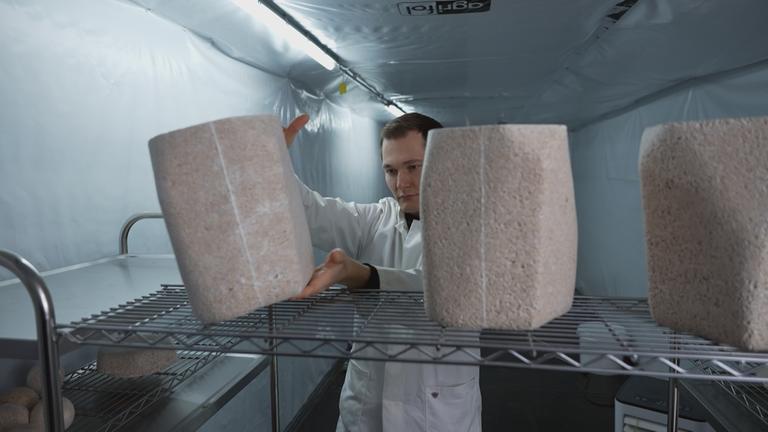 Herstellung von Urnen aus Pilzen