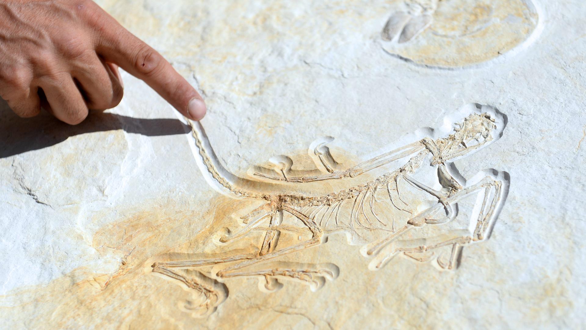 Archiv: Abdruck eines Rund 153 Millionen Jahre alten Urvogels Archaeopteryx,  aufgenommen am 24.08.2016, Bayern, Denkendorf