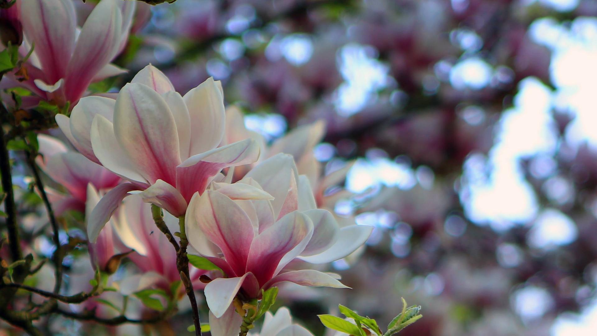 Urwelt im Garten - Magnolien