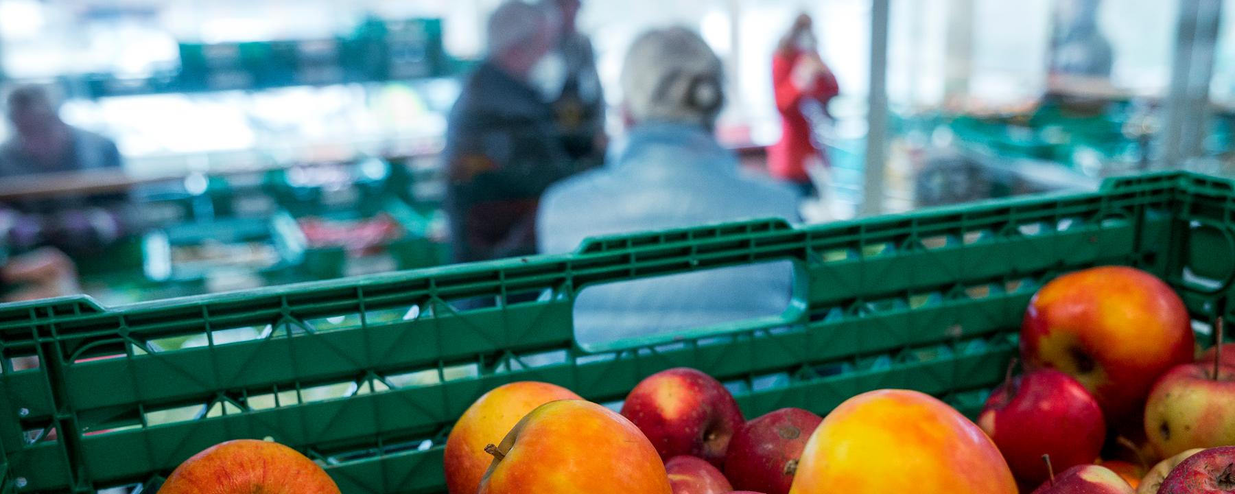 23.11.2022, Bayern, Coburg: Äpfel liegen in einer Gemüsekiste in den Verkaufsräumen der Tafel Coburg.
