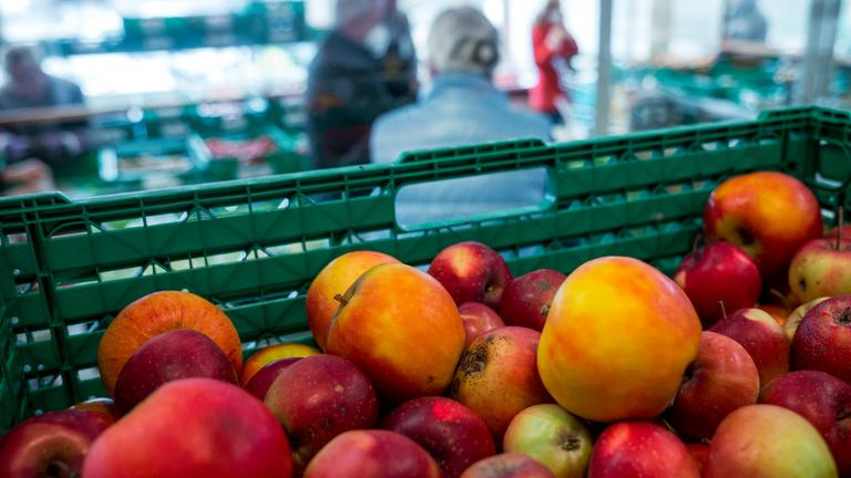 23.11.2022, Bayern, Coburg: Äpfel liegen in einer Gemüsekiste in den Verkaufsräumen der Tafel Coburg.