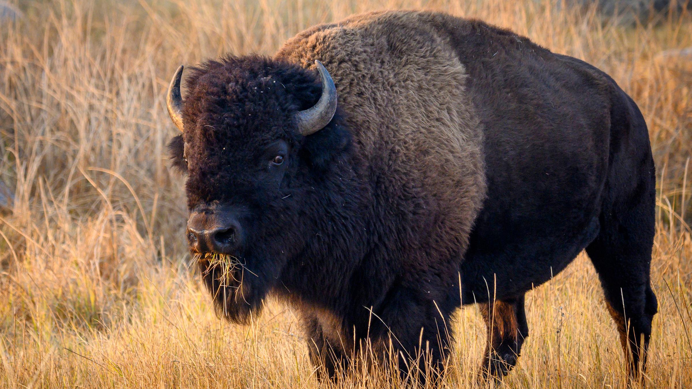 Yellowstone National Park