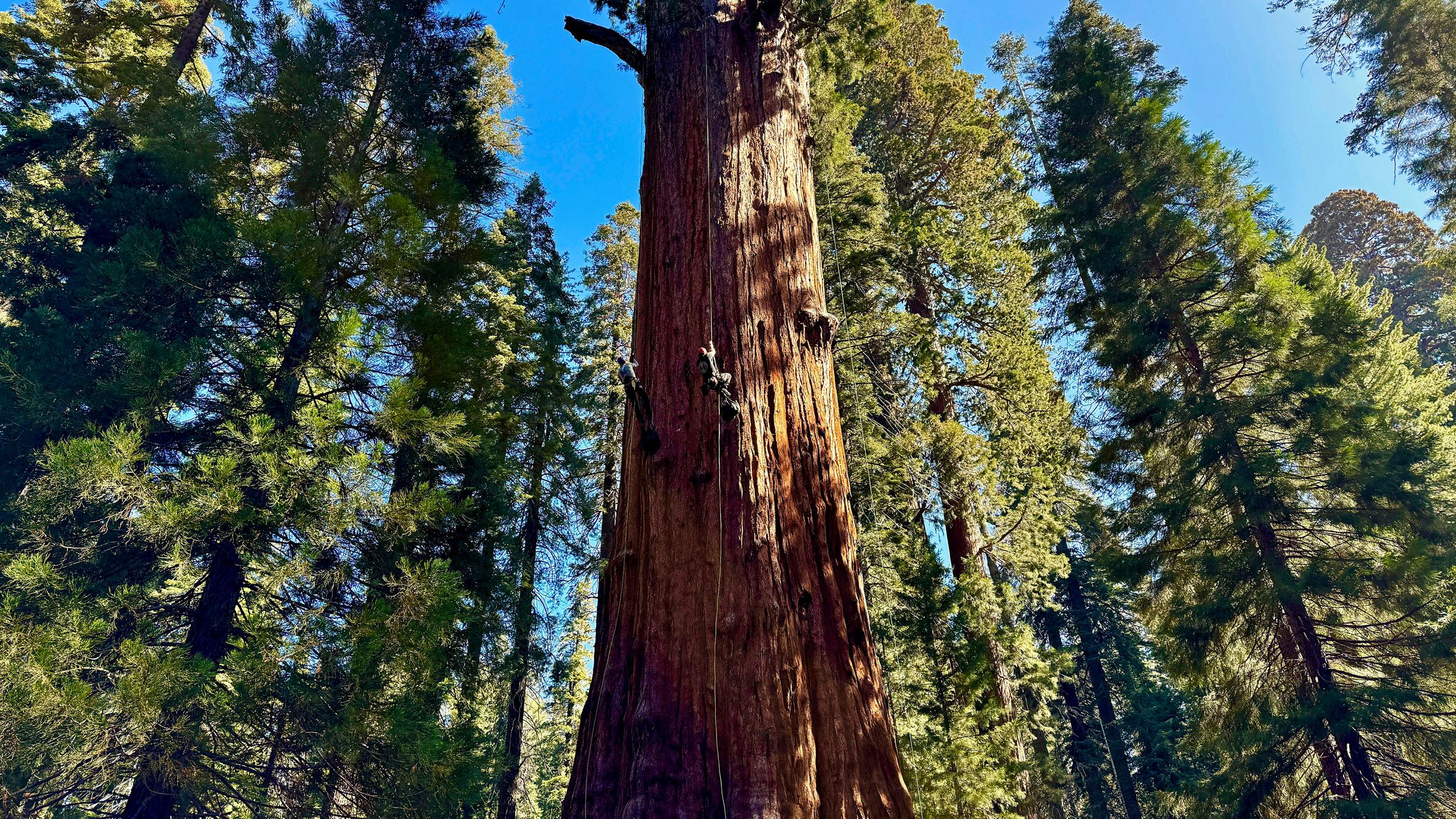 Größter Baum der Welt im Sequoia National Park