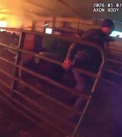Polizisten öffnen in einem brennenden Kuhstall das Gitter, damit die Tiere fliehen können.