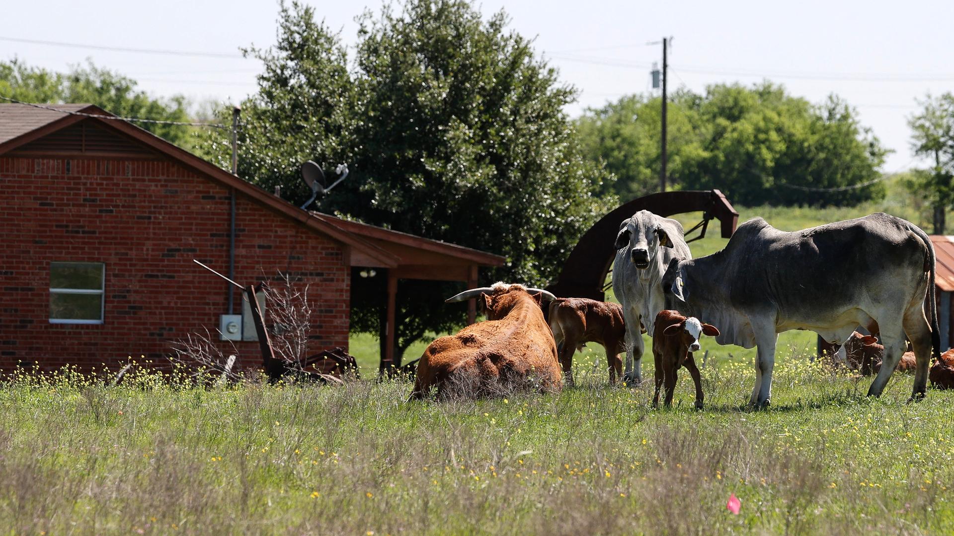 USA: Kühe auf einer Rinderfarm in Austin, Texas