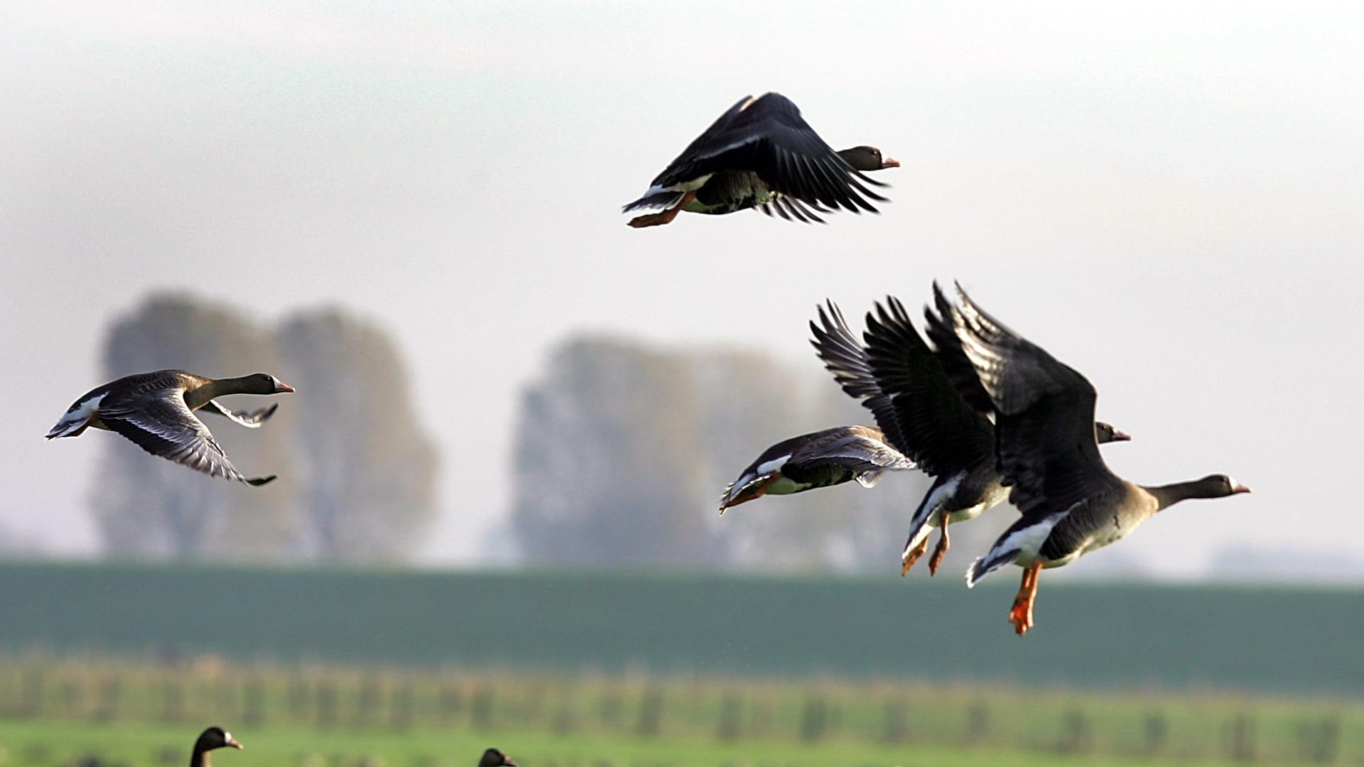 Wildgänse aus Sibirien. 