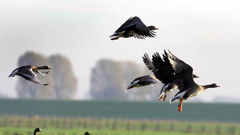 Wildgänse aus Sibirien. 
