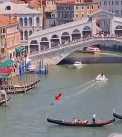 Ein roter Pfeil makiert einen Delfin, der durch einen Kanal in Venedig schwimmt.