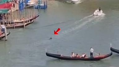 Schwimmender Besucher: Delfin in Venedig gesichtet
