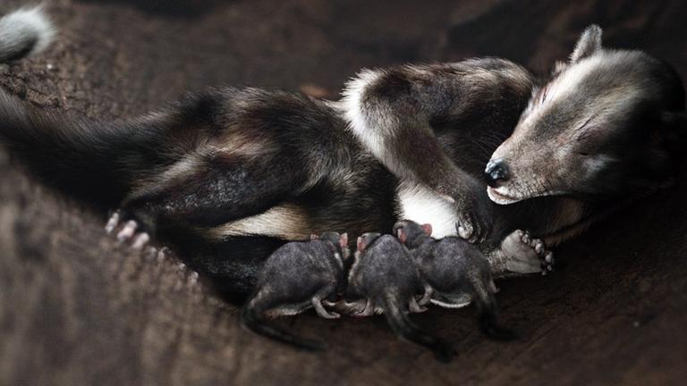 "Verborgene Welten - Erben der Dinosaurier": Animation: Ein Urzeit-Säugetier mit Ganzkörperfell säugt seine mausähnlichen Jungtiere in einer Höhle.
