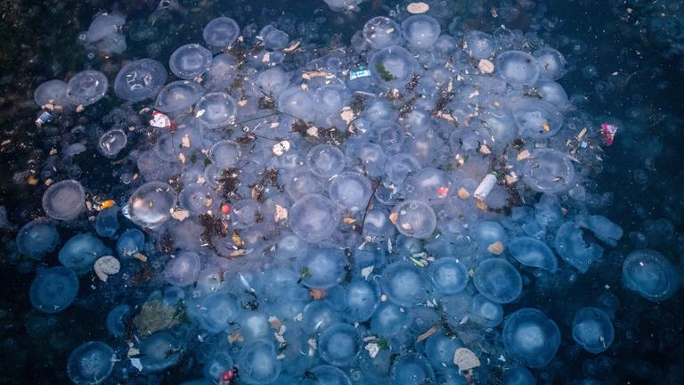 Quallen und angespülte Abfälle an der Moda-Küste des Marmarameers in der Türkei am 19.12.2024.