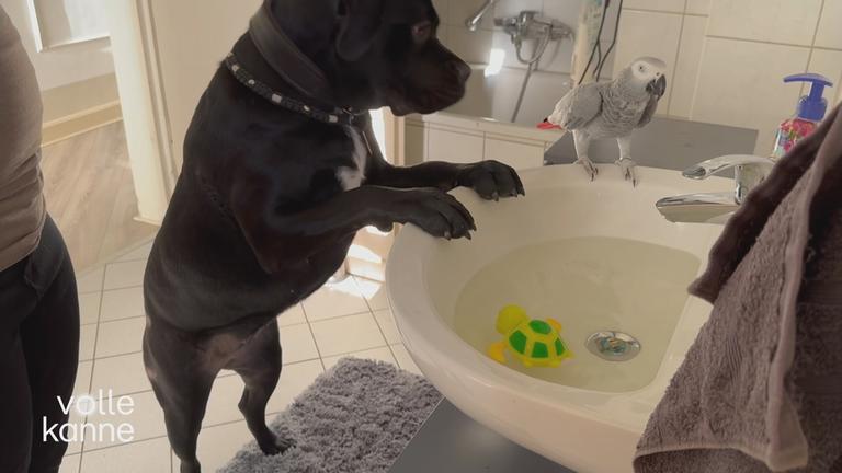 Verschiedene Tierarten unter einem Dach