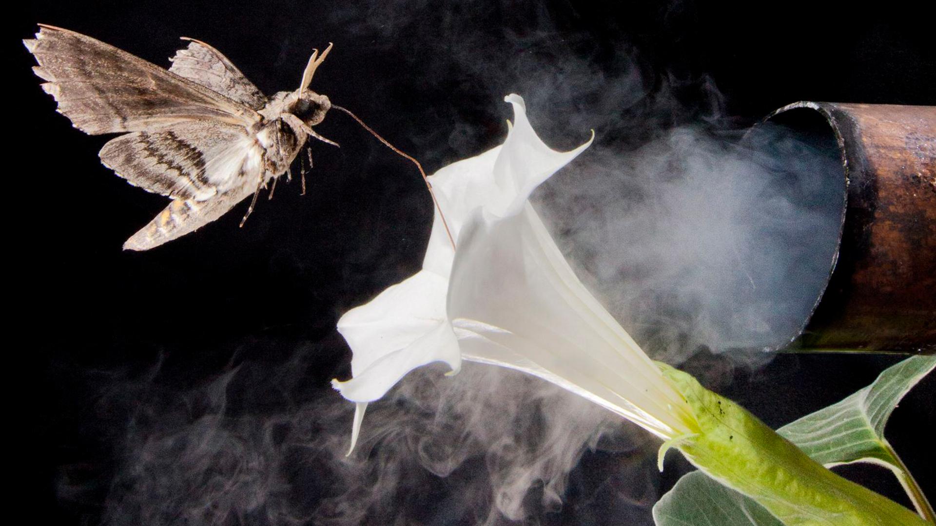 Ein Nachtfalter der Art Hyles lineata sitzt auf einer Blüte einer Nachtkerze (Oenothera pallida) nahe eines Auspuffrohres (unbekanntes Aufnahmedatum).