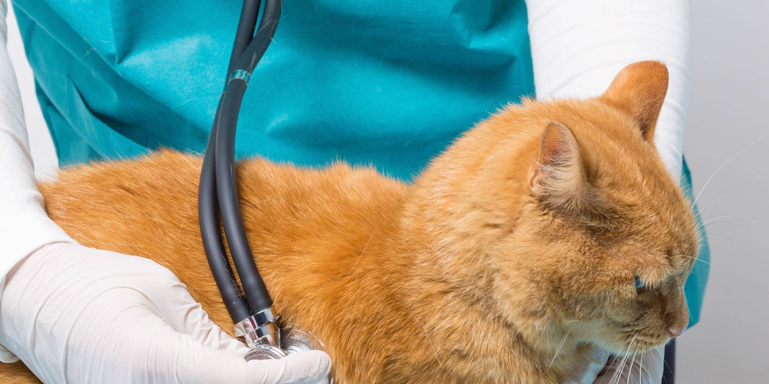Katze wird abgehört