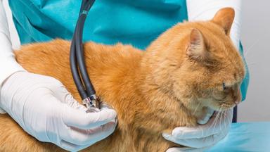 Katze wird abgehört