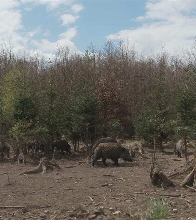 Wildschweine im Wald