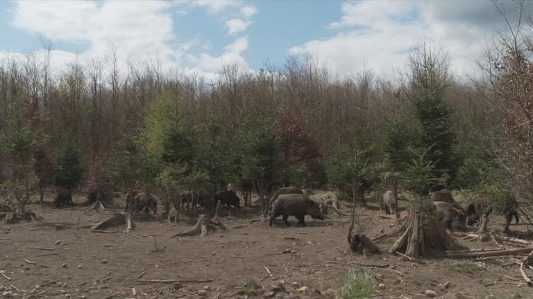 Wildschweine im Wald