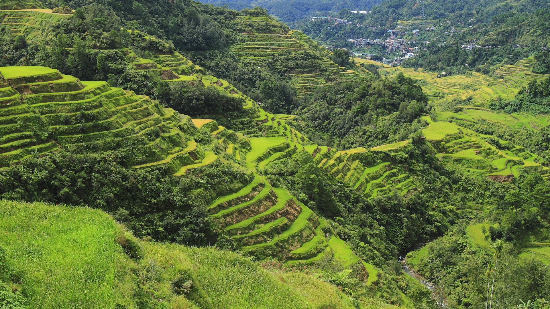 Reisterrassen von Banaue,  Philippinen