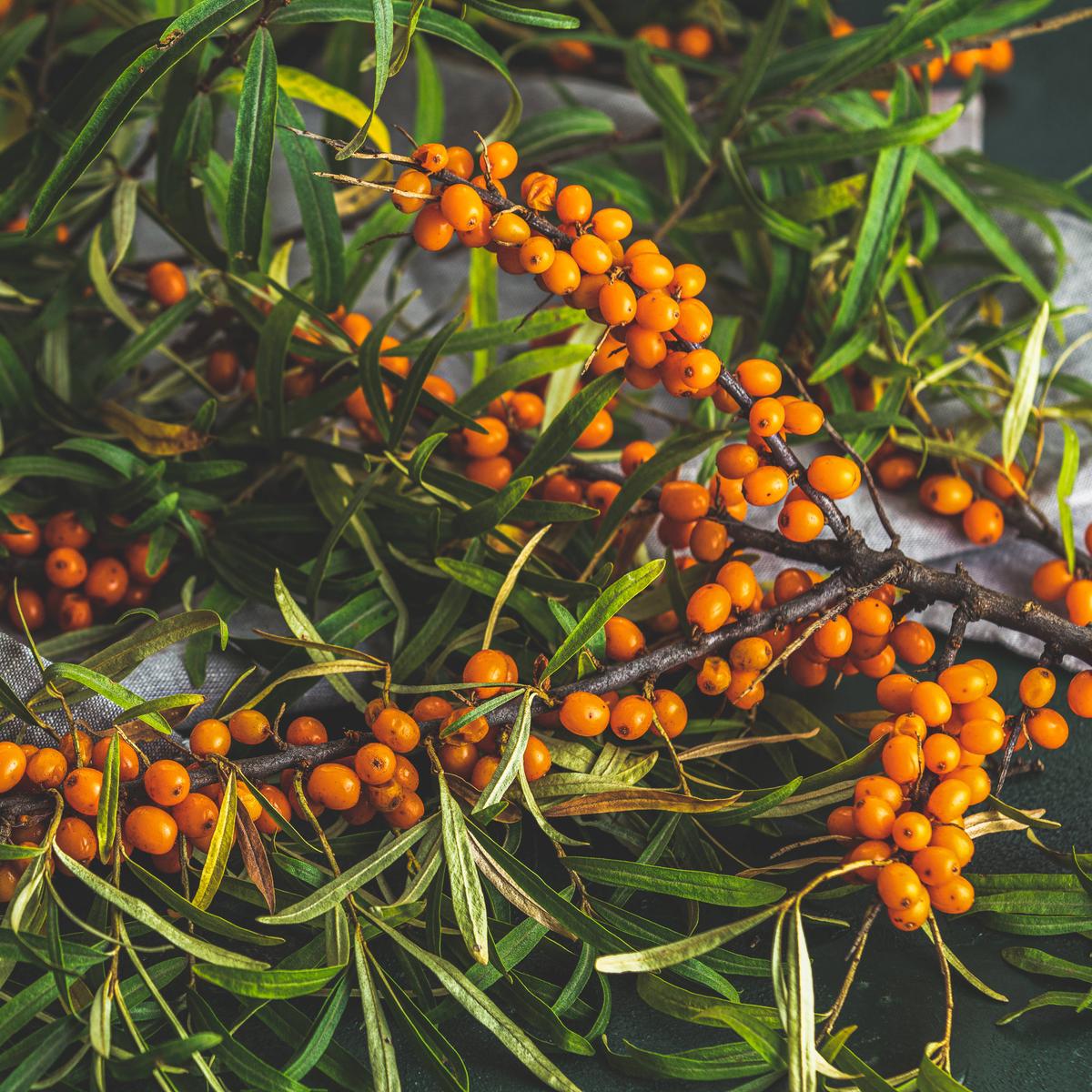 Vitamin-C-Booster aus der Natur: Wildfrchte ernten und genieen