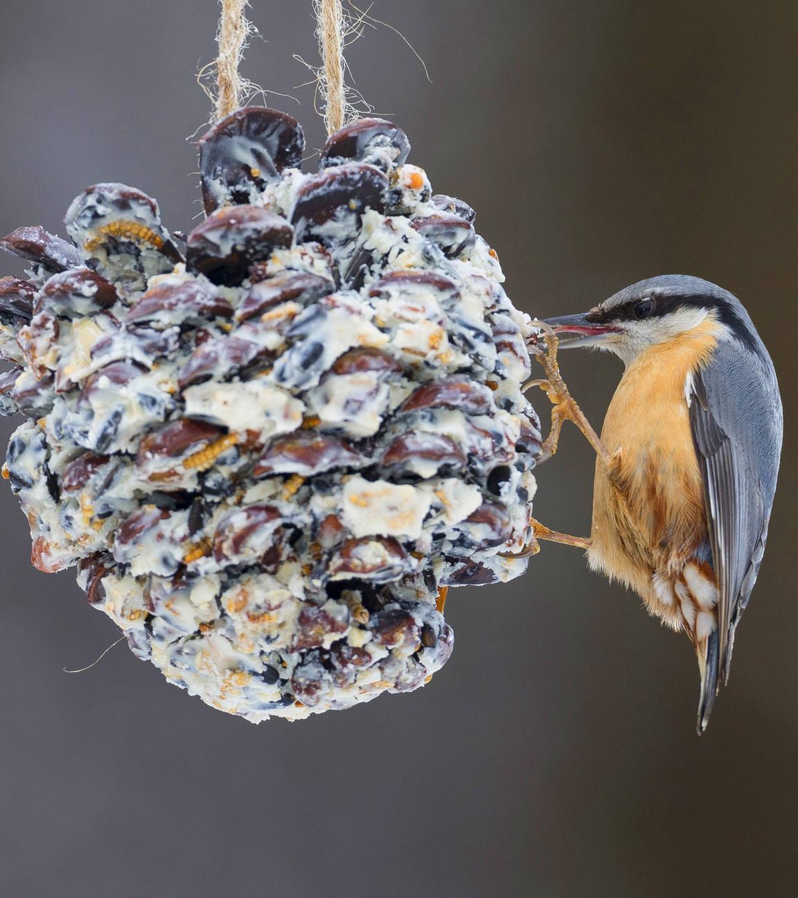 Ein Kleiber knabbert an selbstgemachtem Vogelfutter in einem Zapfen.
