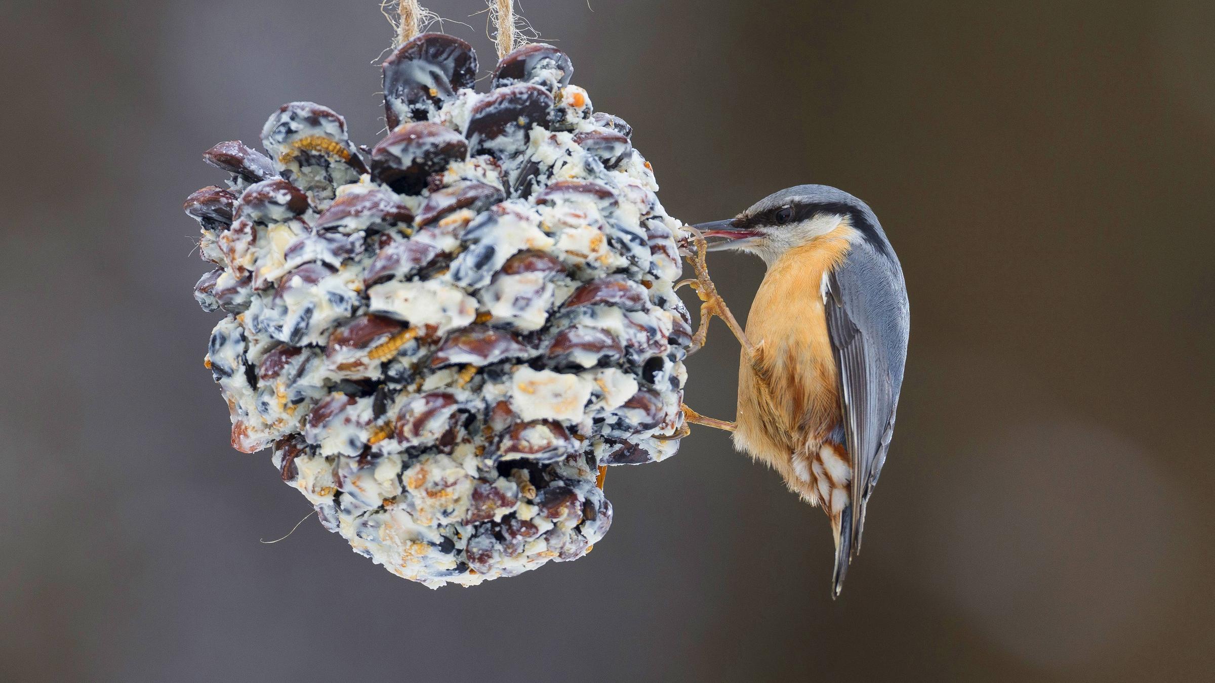 Ein Kleiber knabbert an selbstgemachtem Vogelfutter in einem Zapfen.