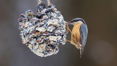 Ein Kleiber knabbert an selbstgemachtem Vogelfutter in einem Zapfen.