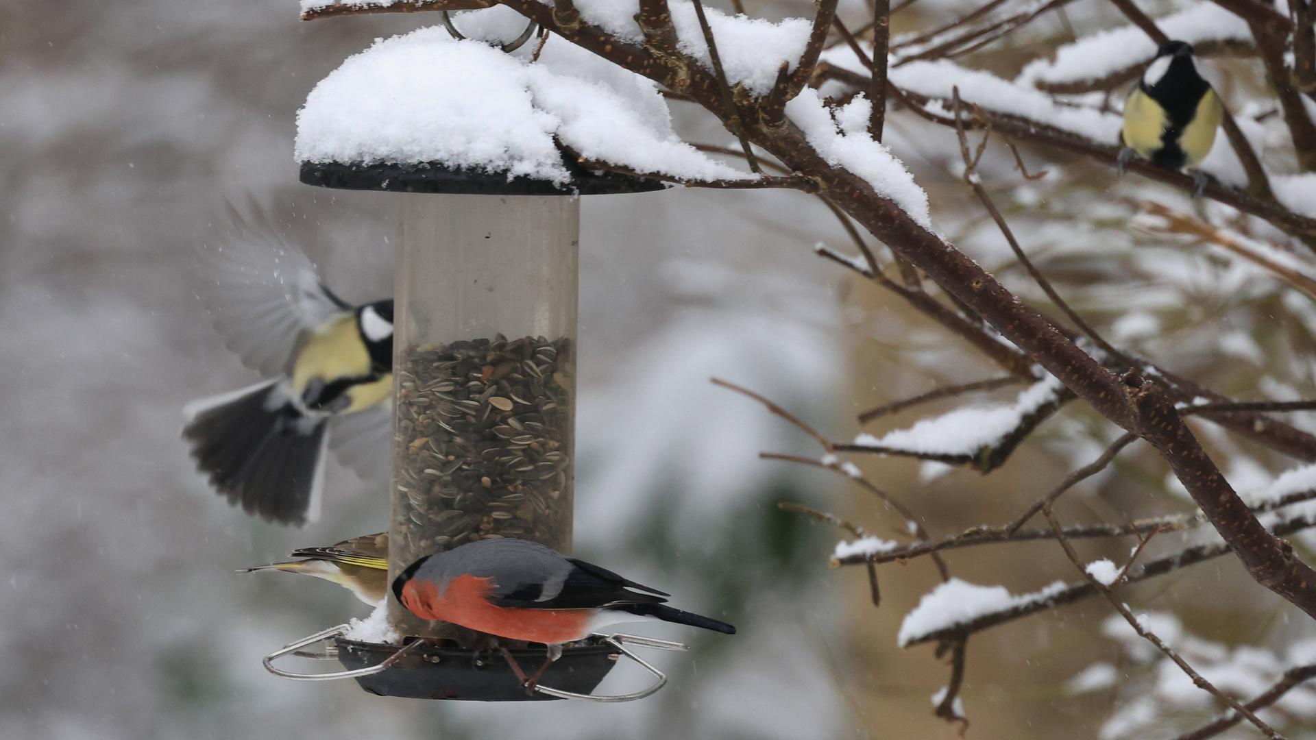 Zwei Vögel an einer Futterstelle