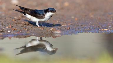 Mehlschwalbe Named Bird of the Year 2027