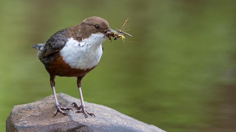 Eine Wasseramsel sitzt auf einem Stein mit einem Insekt im Schnabel.