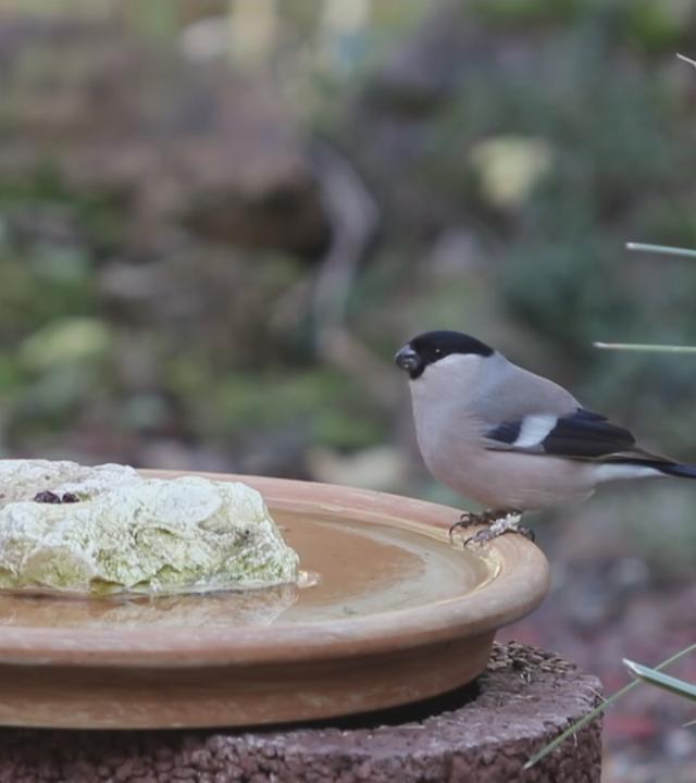 Ein Vogel an einer präparierten Wasserquelle